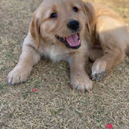 Golden Retriever puppies from Fort Worth Goldens
