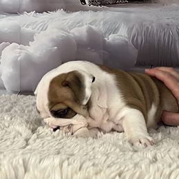 Bulldog Puppies from Sweet Rolls