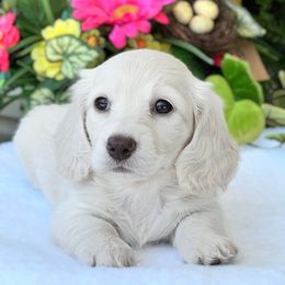 Dachshund Puppies from River Run Dachshunds
