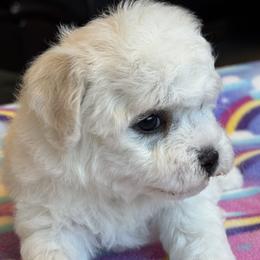 Puppy - White female Bichon Frise puppy in Greenville, South Carolina from Almaza Bichons