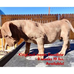 American Bully Puppies from XLVI Bully camp LLC