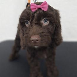 Bernedoodle, Cavapoo, and Goldendoodle Puppies from Florida Coast Doodles