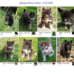 Siberian Husky Puppies from Forever Young Siberian Huskies