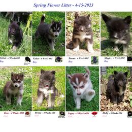 Siberian Husky Puppies from Forever Young Siberian Huskies