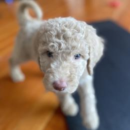 Charlie (Pink Collar) - Cream female Labradoodle puppy in Toledo, Washington from Bigfoot Doodles