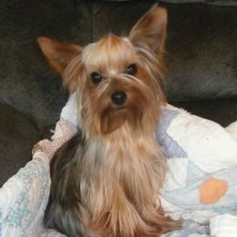 Reba - Yorkshire Terrier