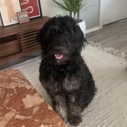Paloma - Goldendoodle