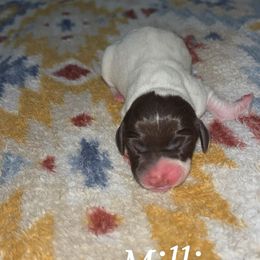Millie - Liver and white female German Shorthaired Pointer puppy in Saint Joseph, Missouri from N&R Gsps