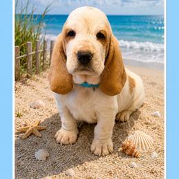 Light Blue collar Male - Lemon and white male Basset Hound puppy in Columbia, South Carolina from Pawmetto Hounds