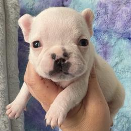 Daffodil - Fawn female French Bulldog puppy in Galt, California from The three little frenchies