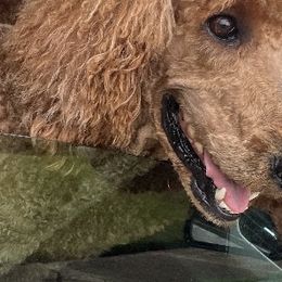 Poodles from poodles and doodles llc