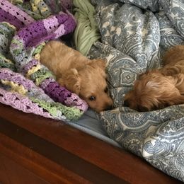 Cockapoo Puppies from Rosemary House