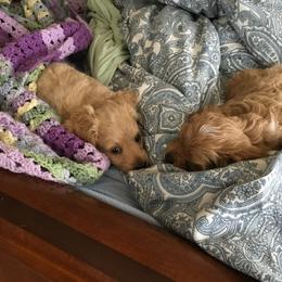 Cockapoo Puppies from Rosemary House