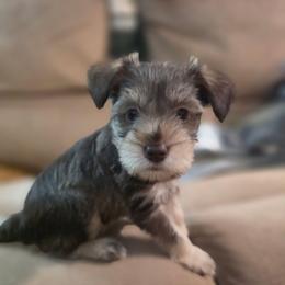 Opal - Liver female Miniature Schnauzer puppy in Fredericksburg, Virginia from Liver Legends