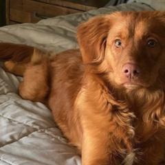 Nova Scotia Duck Tolling Retrievers from Smoky Hill Tollers