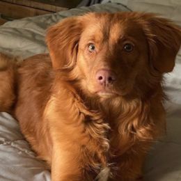 Nova Scotia Duck Tolling Retrievers from Smoky Hill Tollers