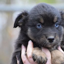 Puppy 3 - Black tri-color female Australian Shepherd puppy in Three Rivers, Michigan from Mitten Australian Shepherds