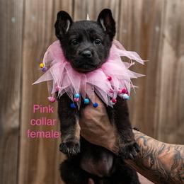 Pink Collar Girl - Bi-color female German Shepherd puppy in Universal City, Texas from Jaxinhaus German Shepherds