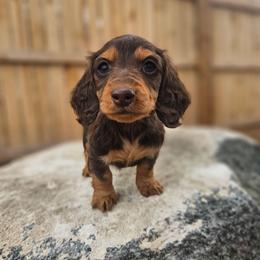 Tillie - Chocolate and tan female Dachshund puppy in Anaconda, Montana from Montana Country Dachshunds
