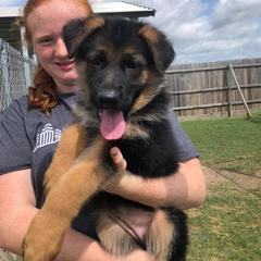 German Shepherd Puppies from Semper Fi K9 Montana