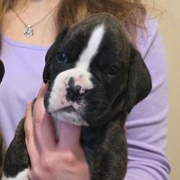 Augustus Gus - Brindle male Boxer puppy in Evans, Georgia from Kimberly's Boxers