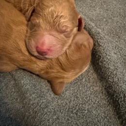Boy 1 - Red  male Goldendoodle puppy in Golden, Colorado from Golden Mesa Doodles