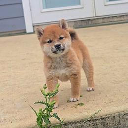 Himawari - Red male Shiba Inu puppy in Marianna, Florida from Diwasou