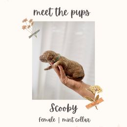 Scooby - Cream female Goldendoodle puppy in Redlands, California from Goldendoodle Pals