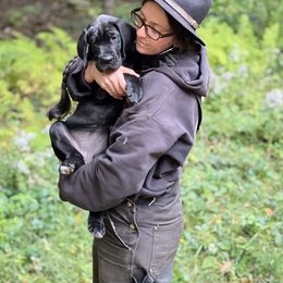 Great Dane Puppies from B3 Kennels