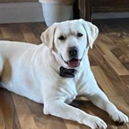 Lady - Labrador Retriever
