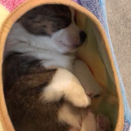 Cardigan Welsh Corgi Puppies from Stornoway Cardigan Welsh Corgis