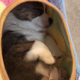 Cardigan Welsh Corgi Puppies from Stornoway Cardigan Welsh Corgis