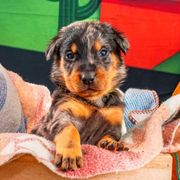 Green Boy - Black and rust male Beauceron puppy in Henderson, Nevada from Joie de Vie Beaucerons