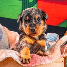 Green Boy - Black and rust male Beauceron puppy in Henderson, Nevada from Joie de Vie Beaucerons