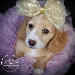 Dachshund Puppies from Bald Mountain Dachshunds