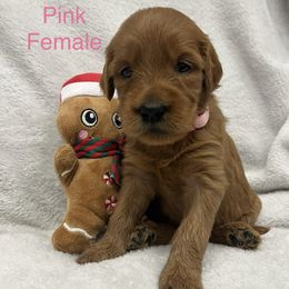 Ready for Christmas - Pink collar female - Red  female Goldendoodle puppy in Etowah, North Carolina from Lance Doodle Farm