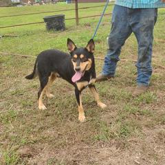 East - Australian Kelpie