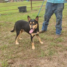 East - Australian Kelpie