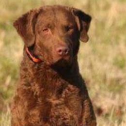 Recon - Chesapeake Bay Retriever