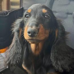 Willa - Black and tan female Dachshund puppy in Bowling Green, Kentucky from Dachshunds of the Valley