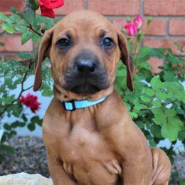 German Shepherd and Rhodesian Ridgeback Puppies from Sugar Paws Pets