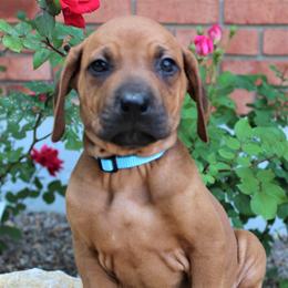 German Shepherd and Rhodesian Ridgeback Puppies from Sugar Paws Pets