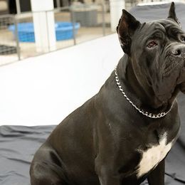 Aurora - Cane Corso