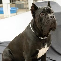 Aurora - Cane Corso