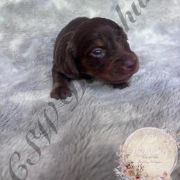 Bounty - Chocolate and tan male Dachshund puppy in Lufkin, Texas from CSW Dachshunds