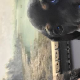 Dachshund Puppies from Tracy's Puppy Club