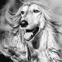 Afghan Hounds and Beagles from Country Meadows Hounds