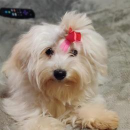 Pippi - Coton de Tulear