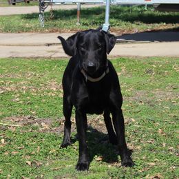 Flirt - Labrador Retriever