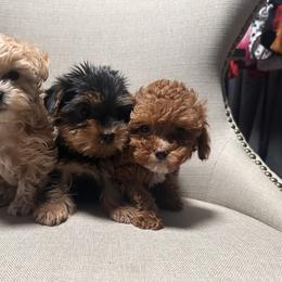 Cavapoo, Goldendoodle, Maltipoo, Poodle, and Sheepadoodle Puppies from Doodle Pups Fur-Ever